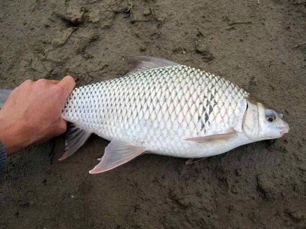 如何钓鲮鱼，怎样才能钓到鱼（垂钓野生土鲮应当把握这几种技巧）