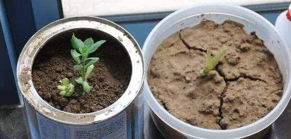 松松土，影响根系呼吸就学“这几招”松土（松松软软的意思）