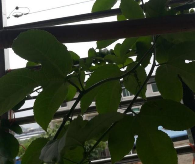 怎么去除家里的蚂蚁窝，怎么去除家里的蚂蚁窝视频（这些就能把它消灭掉）