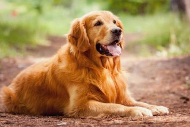 金毛犬一般几个月才会咬主人，“金毛”一生中有5个阶段
