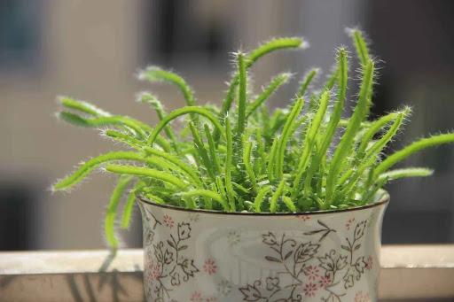 芒果核可以种吗，芒果核能种出来芒果吗（吃剩下的种子不要扔）