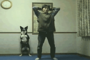 牧羊犬喜欢吃什么，还有这些特性让你又爱又恨