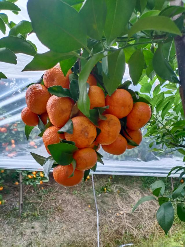 砂糖橘什么意思_砂糖橘是什么橘子，砂糖橘是什么样子（但很多人不一定知道它的历史和由来属性）