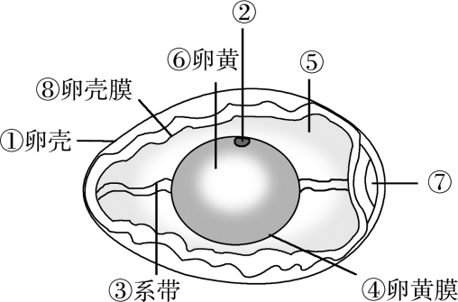 胚珠的发育和胚囊的形成总结，济南版生物八年级上册知识点总结