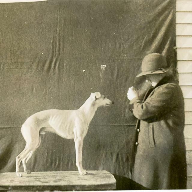 惠比特犬，惠比特犬<Whippet>（惠比特犬一只多少钱）