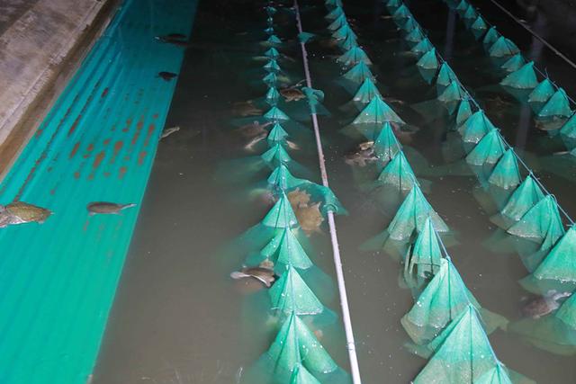 王八怎么养，在家怎么养王八怎么养（根据天气控制投喂量）