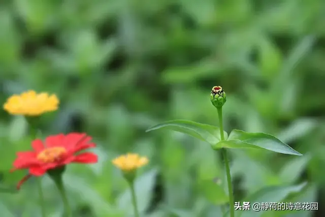 关于春天的诗歌，写给春天的诗歌仿写三年级（隔屏都感觉到了盎然生机与活力）