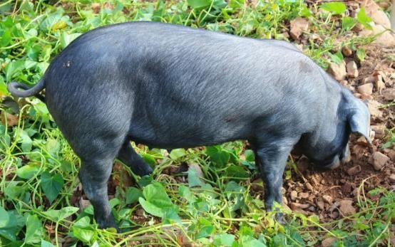 哺乳动物有哪些，世界上哺乳类动物有哪些（哺乳类动物和图片）