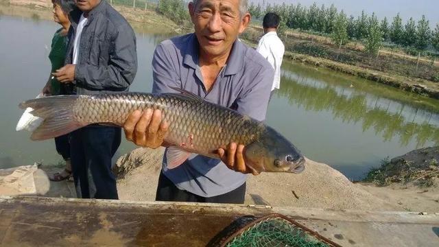 木纳是什么意思，在感情方面木讷是什么意思（钓鱼人征服鱼池老板的奇葩案例）