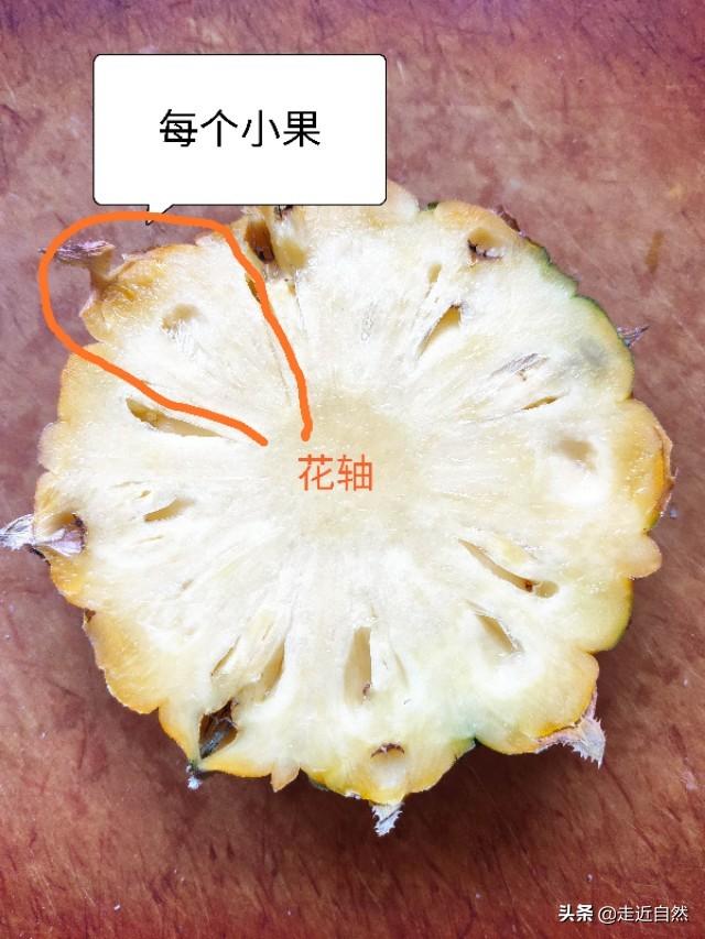 菠萝的种子是什么，菠萝的种子是什么?怎么种（菠萝是一个果实吗）