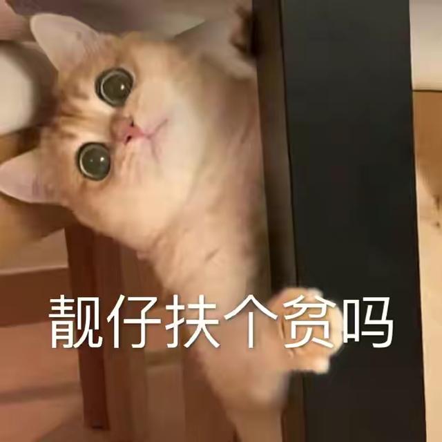 表情包很火的那只猫，最近很火的猫猫表情包（小猫咪可爱表情包）