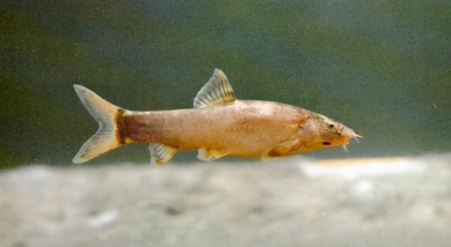 淡水观赏鱼种类，淡水观赏鱼的种类大全！（中国淡水观赏鱼图集<一>）