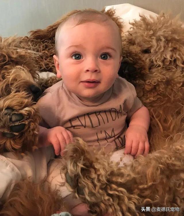 泰迪熊抱抱熊，一出生就有三个巨型“泰迪熊”陪睡（泰迪熊抱抱熊适合结婚送么）