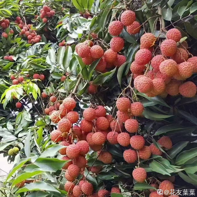 桃子是什么季节的水果，桃子成熟季节（你家乡的特色水果是什么）