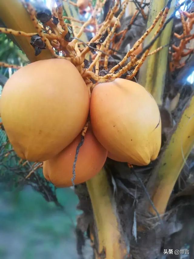 红椰子的功效与作用，红花椰子的功效（带你进入文昌椰子的营养圣地）