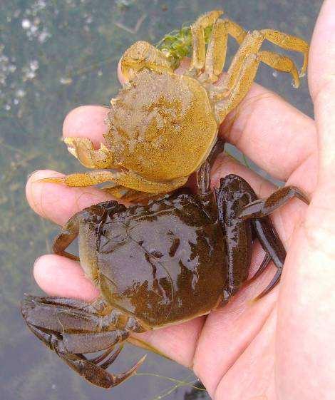 螃蟹脱壳是怎么回事，螃蟹脱壳原因（怎样帮助螃蟹更好地安全地脱壳）