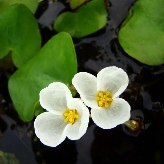 水鳖虫多少钱一斤(太委屈了) - 价格百科