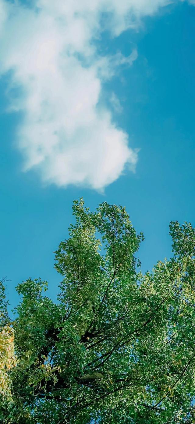 绿色系壁纸☆，绿色系清新壁纸（一些绿色系壁纸图片）