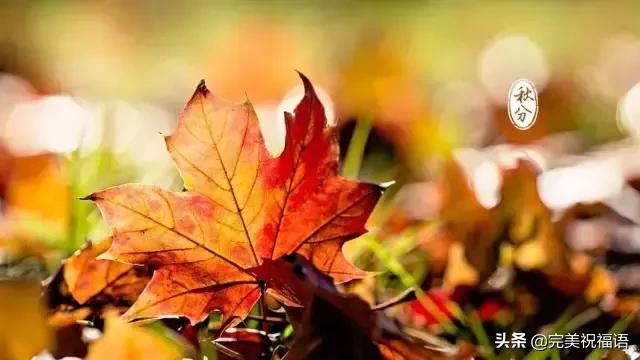 秋分祝福短信，金秋祝福短信（明日秋分，祝福送给您）