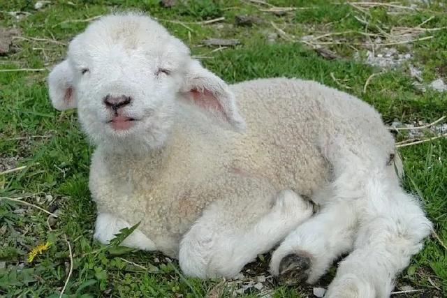 小绵羊可爱图片，可爱小绵羊微信（小羊头像 ，今日份治愈）