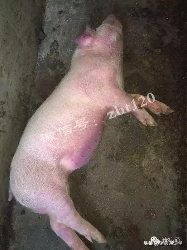 养殖：夏季常见猪病的症状诊断，养殖海参和野生海参的区别在哪里（夏季猪场这几种病都有同一相似症状）