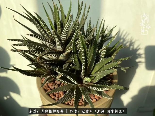 多肉植物图片，感恩相遇，余生相互关照（若绿多肉植物图片）