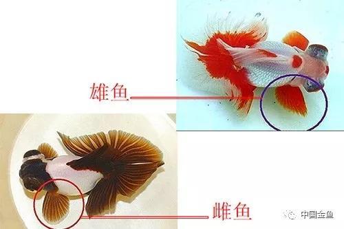 锦鲤鱼怎么分辨公母鱼,家庭饲养金鱼攻略之这是公鱼还是母鱼 - 玉三网