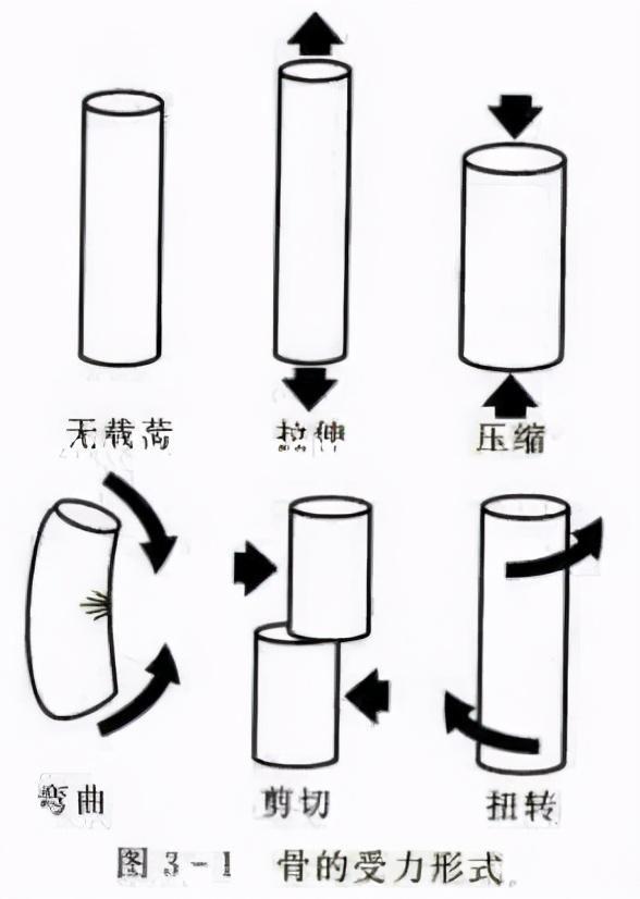 短骨包括哪些，哪些属于短骨（骨的生物力学特征）