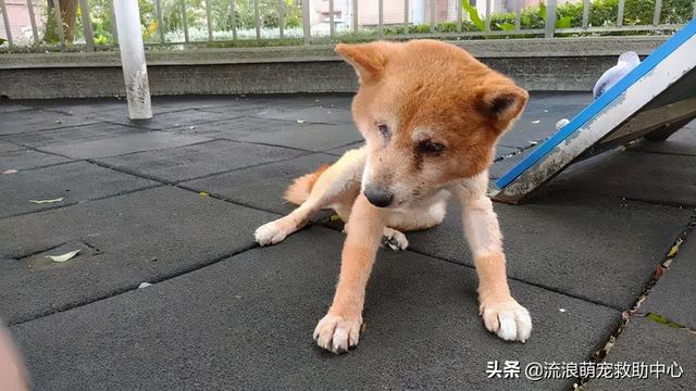 困28是什么，困28是什么意思（失明狗狗被小孩扔进水井）