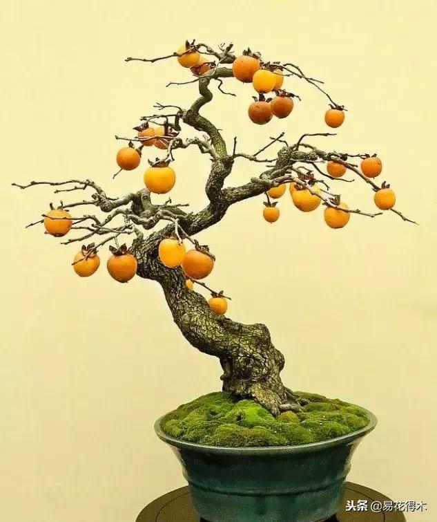老鸦柿和金弹子的区别，老鸦柿和金弹子谁更容易养活（老鸦柿盆景）