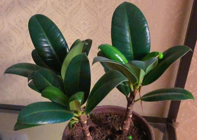 观音莲的花语，观音菩萨与莲花的寓意（守护你的小幸福）