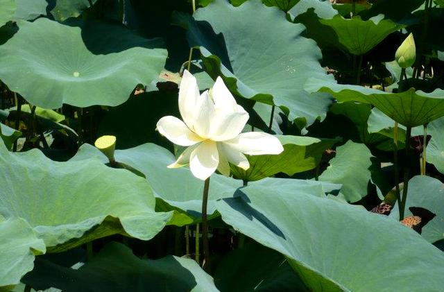 通字五行属什么，熙字的含义取名怎么样（《说文解字》第247课）