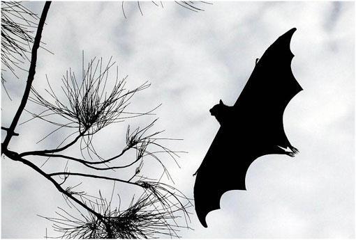 世界上最大的蝙蝠，世界上最大的蝙蝠是什么（它是世界上体型最大的蝙蝠）