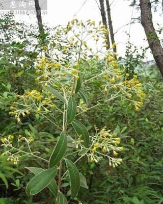 2,羊耳菊別名山白芷,白牛膽,生於丘陵地,荒地,灌叢或草地