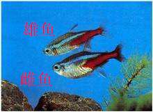 金波子怎么分公母，金波子鱼怎么区分公母（九种常见热带鱼性别区分方法）