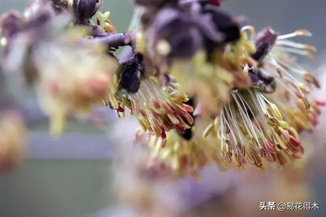 金缕梅，国家一级濒危珍稀植物（金缕梅对皮肤的作用）