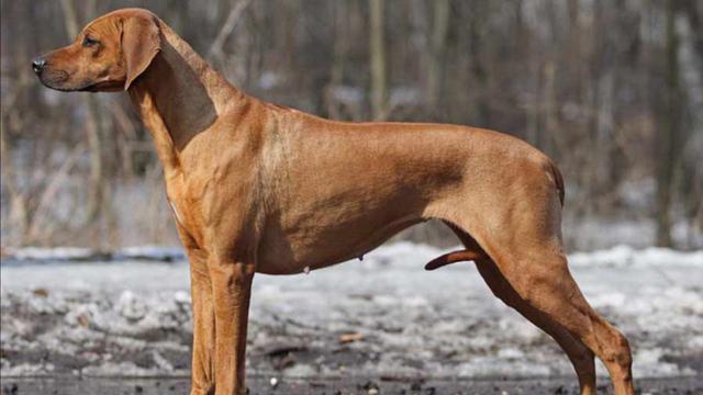 世界十大名犬排行榜，世界十大名犬排行榜中国（盘点世界上最强大的10种狗）