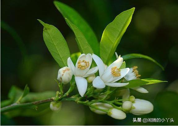 橙花是什么味道，橙花是什么香味（苦橙花高雅洁白）