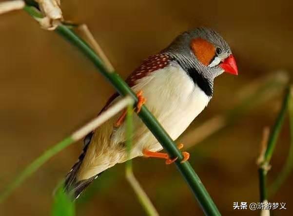农村常见的鸟50种，绝大部分的人说不出名字的28种常见鸟