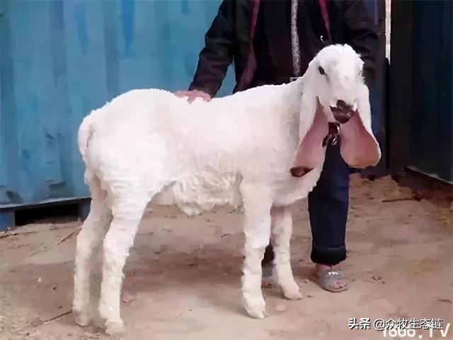 大同特产，世界上最好的羊，看看都在哪（大同特产有什么可以送礼的）