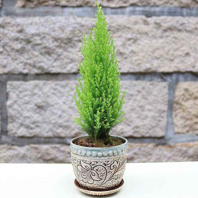 香松盆栽的含义介绍，香松盆栽与风水（养护香松盆栽期间应该注意些什么）