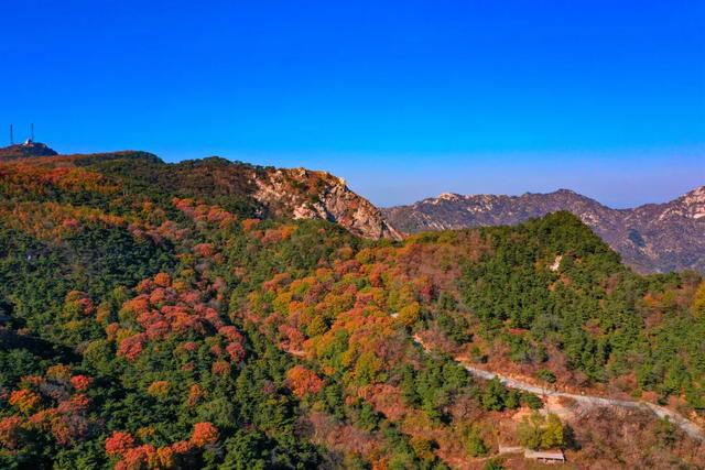 满山红叶似彩霞，阿宝歌曲大全（山东最全赏红叶地图来了）