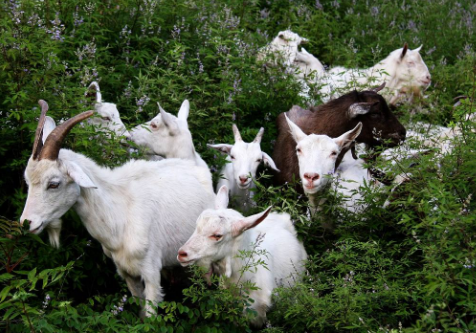 羊有几个胃，羊有几个胃 分别是（了解\