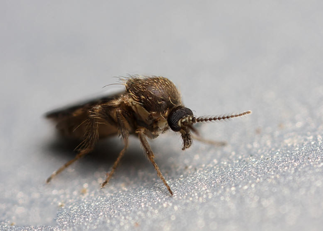 一种跟芝麻似的硬壳虫子，一种跟芝麻似的硬壳虫子 会装死（蠓虫一点也不“萌”）