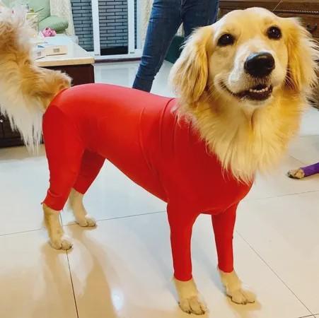 换毛期的金毛犬怎么养，金毛犬什么时候换毛（穿上后实在有点儿辣眼睛）