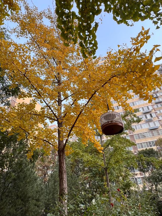 小区里的景色，小区里的景色真美呀（秋天里的小区美景图片）