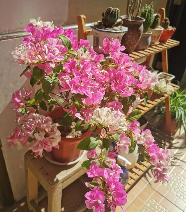 适合家里养的32种花，家里养什么花好（”家居盆花100种）