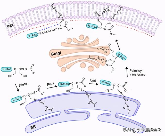 et是什么基团，ET是什么基团（蛋白质的异戊二烯化）
