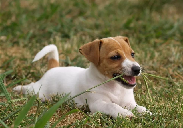 狗狗吃草是什么原因，狗狗吃草是怎么回事（感到不舒服只是其一）