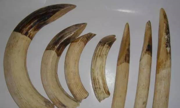 二代合成猛犸牙（说说文玩各种“牙”）